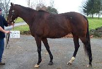 ���ֵ� (FORMAL DEAL) ����