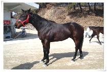 �ݵ��Ǿ�ħ (BANDOUIACHIM) ����