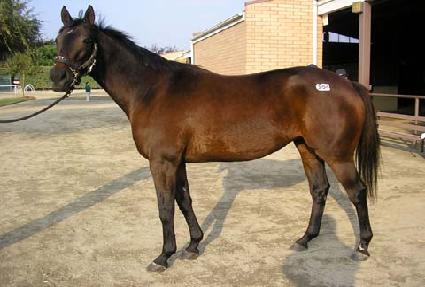 ����� ����