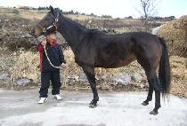 ELEGANT TOUCH picture