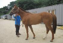 ��ս����� (SAMSON��S ECHO) ����