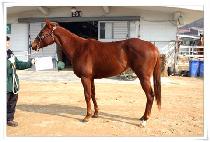 ���Ӻ��� (CAME VICTOR) ����