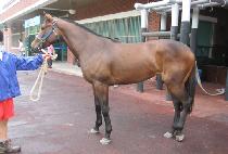 ��ġ (HAECHI) ����