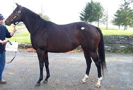 ��Ʈ������ ����