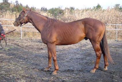 �ֵ�Ĺ ����