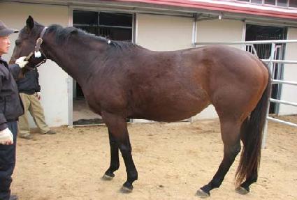 ����Ʈ�ν�Ʈ ����