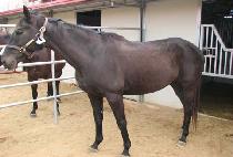 �ε�ĥ�� (VOODOO CHILE) ����