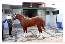 ���ǵ�ų�� (SPEEDY KILLER) ����