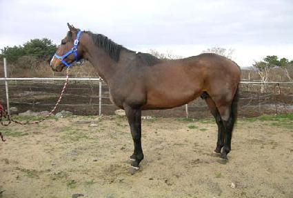 ���긮�������� ����