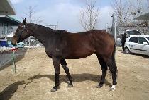 õ�߱�� (CHEONCHUGISANG) ����