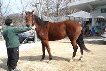 ŷ����Ʈ�� (KING��S PARTNER) ����