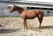 ��������̵� (LIL��S A REAL LADY) ����