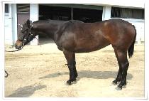 õ�ݸ��� (CHEONGEUM MANGEUM) ����