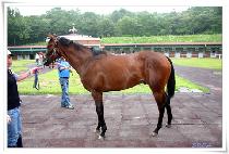 ���ϵ�ĳ�� (WILD CANON) ����