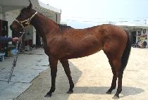 �������� (MASUL LAMP) ����