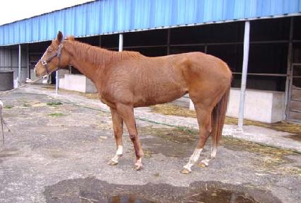 �߶�� ����