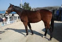 ���� (GAPBU) ����