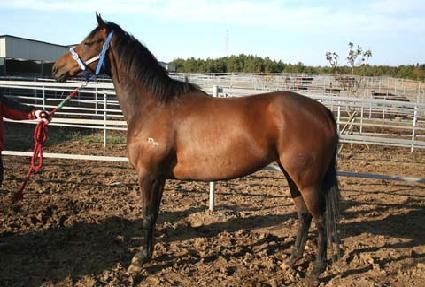 �����Ĺ ����