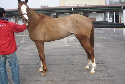 ������Ʈ���� ����