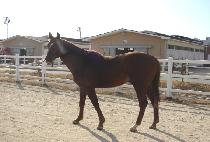 Ư���� (TEUKJEONSA) ����