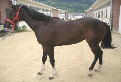 ���ιٱ��� ����