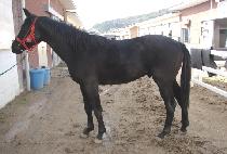 ����Ƽ�� (JUSTICE) ����