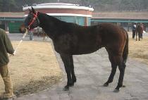 ���ֺ��� (UJU BIHAENG) ����