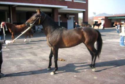 Ȧ������ŷ ����