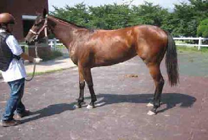 ����� ����