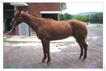 ���̾�ĳ�� ����