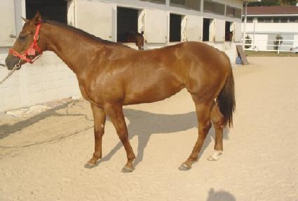 ����� ����