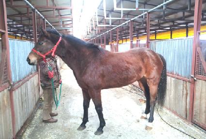 Ž������� ����