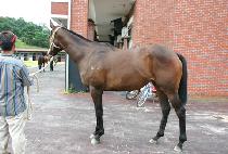 �ö�����Ƽ (FLYING FORTI) ����