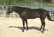 ȯ��Ŀ�� (HWANSANG COUPLE) ����