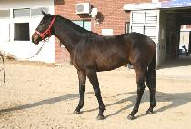 ��Ʈ��Ÿ (LAST GANGTA) ����