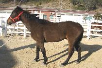 ���è�Ǿ� (BRAVO CHAMPION) ����