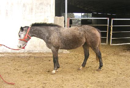 ����� ����