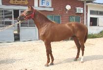 Ʈ���ö��̴� (TRIPLE RIDER) ����