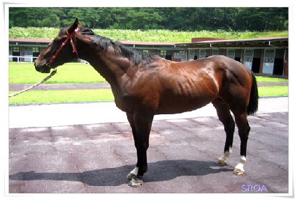 �Ӵ�Ư�� ����