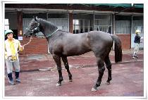 ���۰����� (SUPER GALLOPER) ����