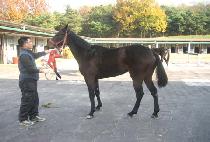 ���̵����� (LADY HUNTER) ����