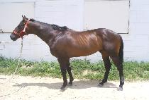 ��ΰ�ȣ (BAEKDU GANGHO) ����