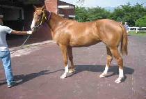 �ݵ������ (BANDOUI HUIMANG) ����