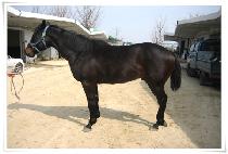 ������� (GUARD BLUE) ����