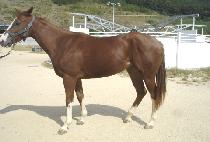 ������� (EOKJO SARANG) ����