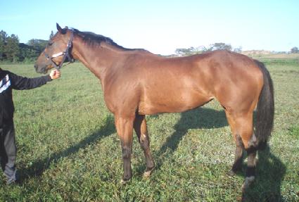 ������ ����