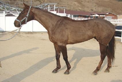 ���׸����� ����