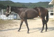 ����Ű��ȭ (KENTUCKY SINHWA) ����