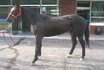 �ź��� (SINBIHAN) ����