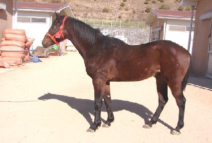 ������ ����